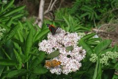 IMG_1318