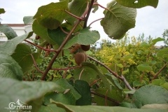 Aktinidia-drzewo owoców kiwi