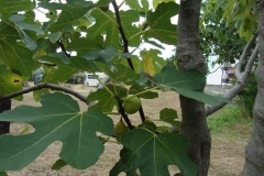 Drzewo figowe-Czarnogóra