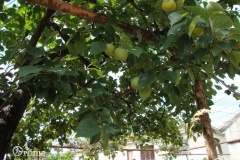 Drzewo persymony-czyli znane u nas owoce kaki-Czarnogóra