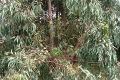Eukaliptus-Sycylia