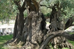 Najstarsze drzewo oliwkowe(ponad 2000 lat)w Starym Barze-Czarnogóra