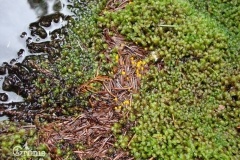 Te żółte kropeczki to najmniejszy z grzybów,ujęty na czerwonej liście-Mitróweczka błotna-Karkonosze
