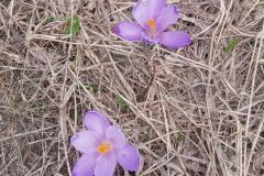 Wielka Fatra  2024-05-01-05